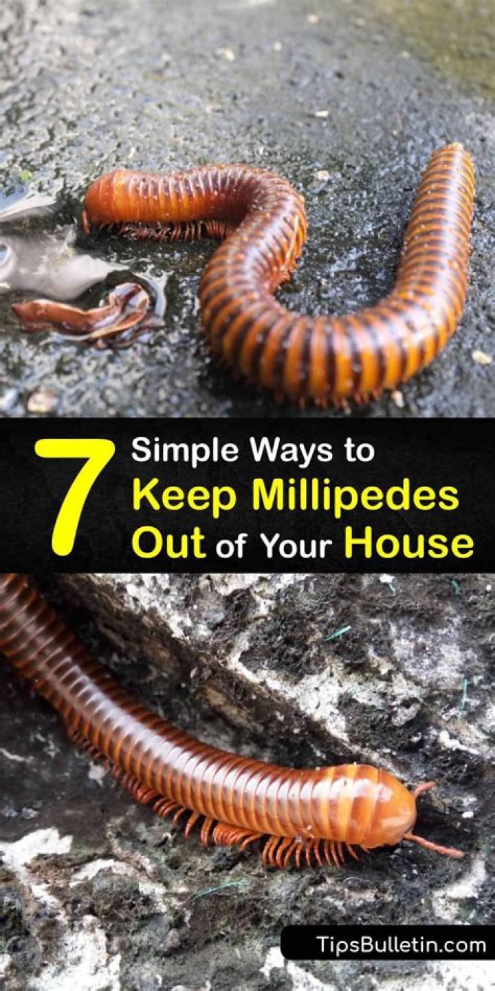 How do I get rid of millipedes in South Florida?