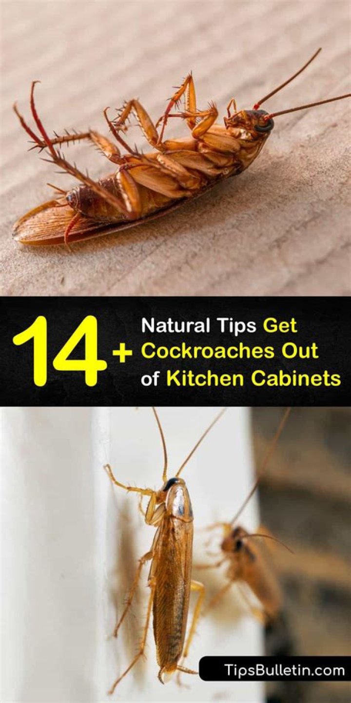 How do I get rid of roaches in my kitchen cabinets naturally?