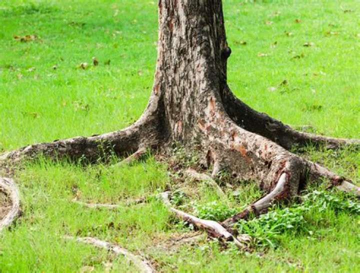 How do I get rid of tree roots under my sidewalk?