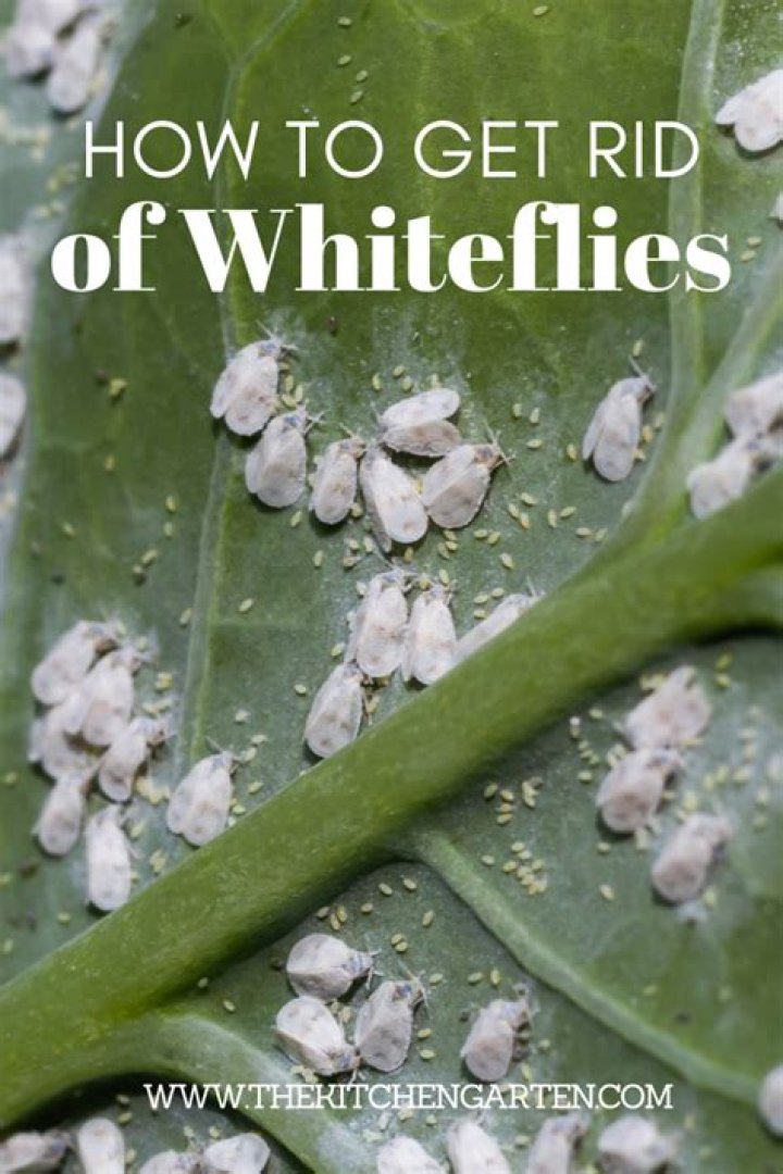 How do I get rid of whiteflies on my ficus hedge?