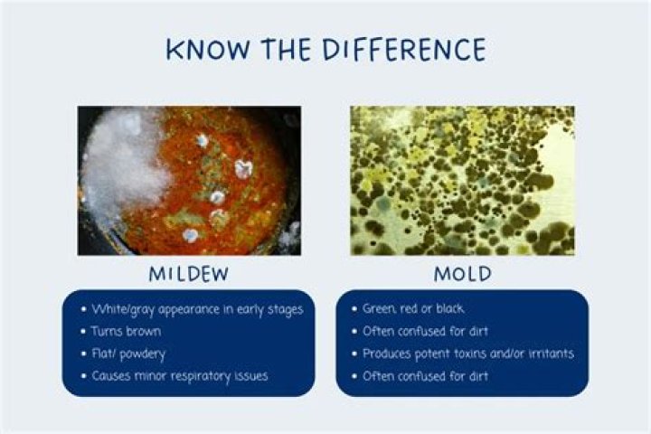 How do I get the mildew smell out of my basement?