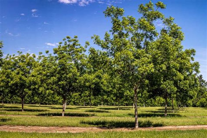 How do I identify a pecan tree?