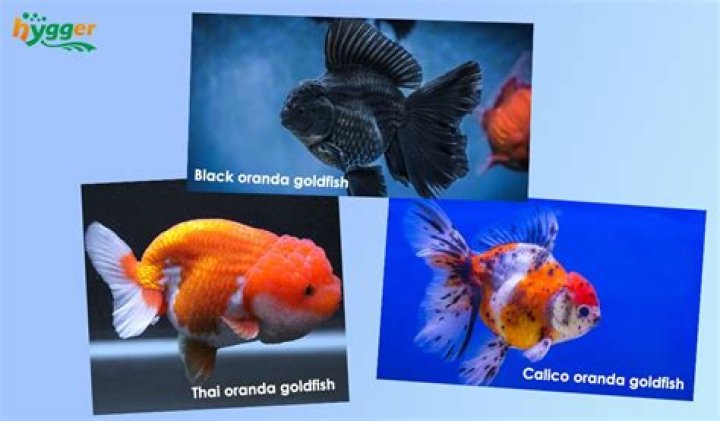 How do I identify Oranda?