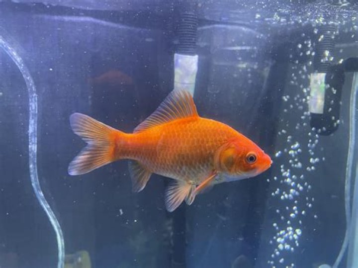 How do I keep my goldfish fair alive?