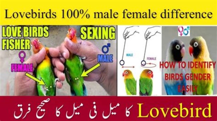 How do I know if my lovebird is sad?