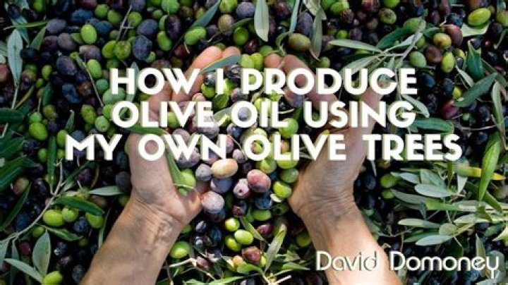 How do I know what kind of olive tree I have?