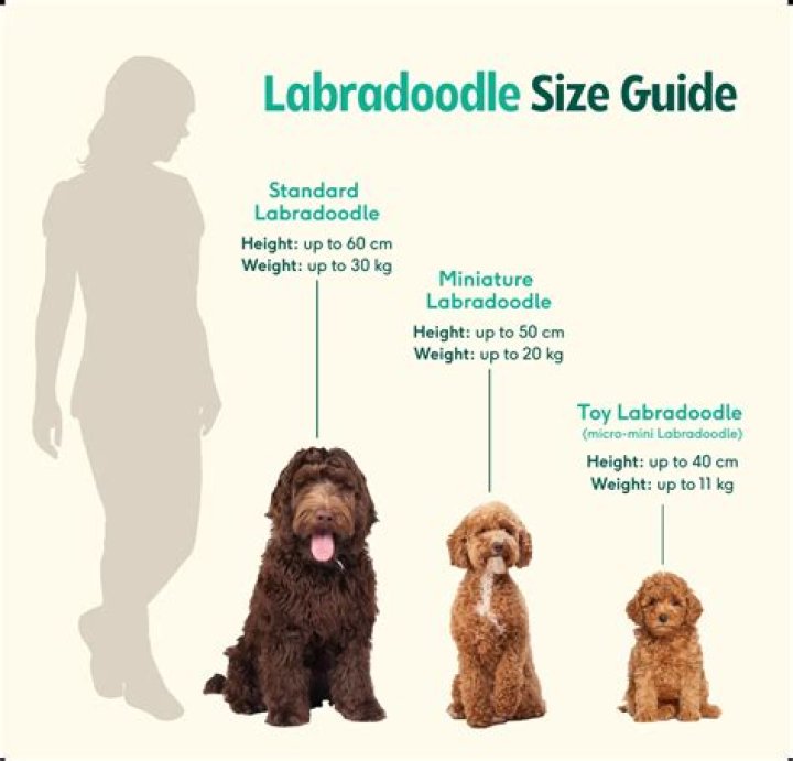 How do I know what type of Labradoodle coat I have?