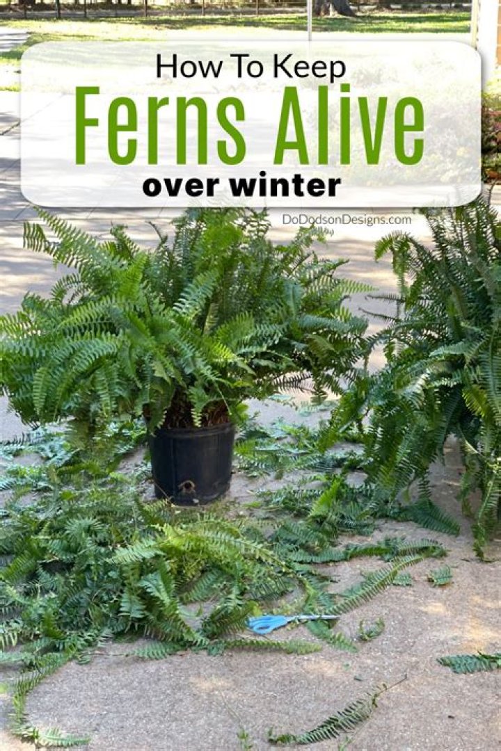 How do I protect my tree ferns in the winter?