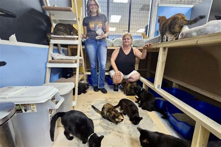 How do I start a nonprofit cat rescue?