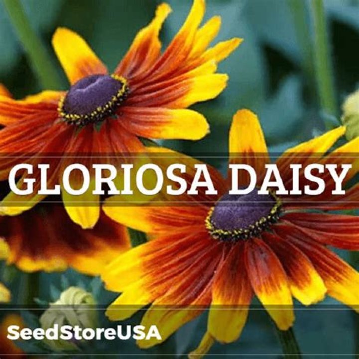 How do I start gloriosa daisy from seed?
