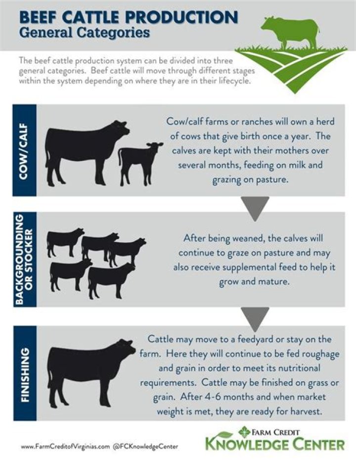 How do I start raising livestock?