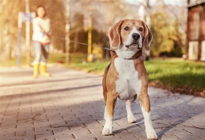 How do I stop my dog from attacking while walking?