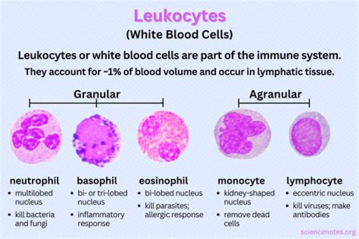How do leukocytes migrate?