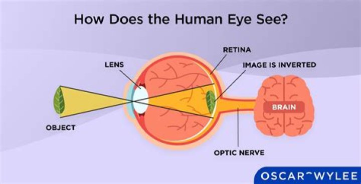 How do our eyes work?