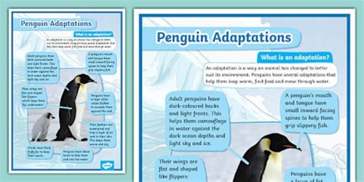 How do penguins live for kids?