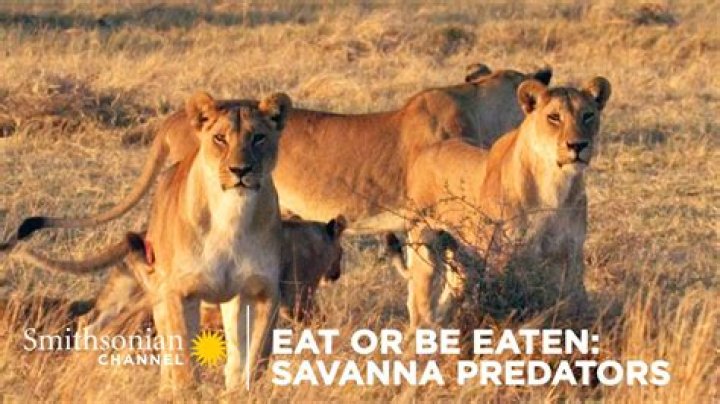How do people in the savanna trade?