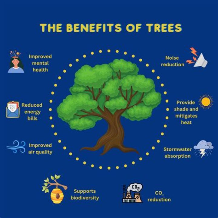 How do pine trees benefit humans?