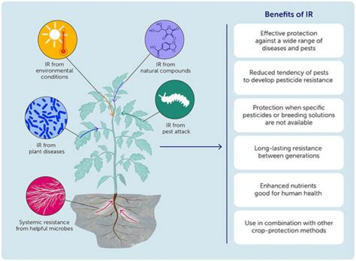 How do plants protect themselves from herbivory?