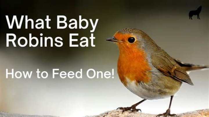 How do robins know which baby to feed?