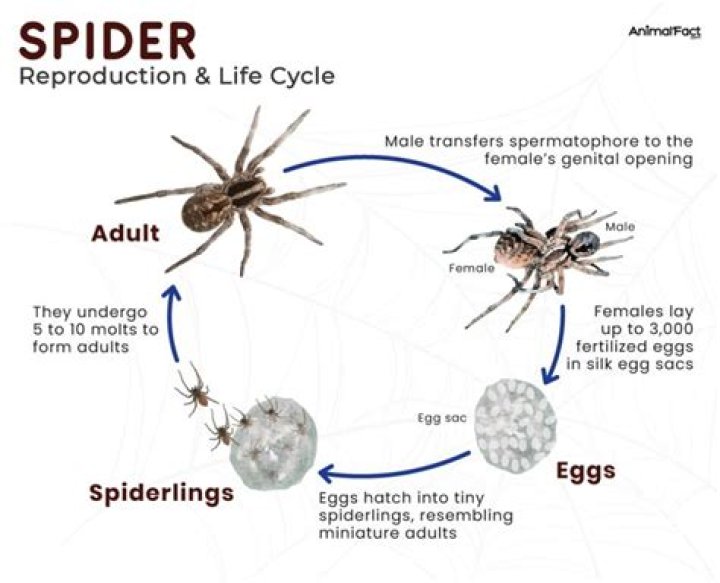How do sea spiders reproduce?