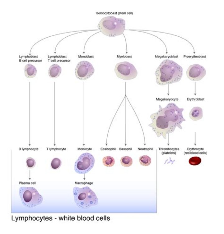 How do T lymphocytes mature?