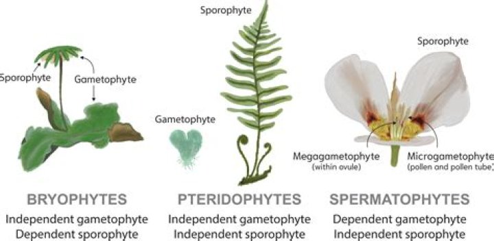 How do the cells of a gametophyte differ from those of a sporophyte?
