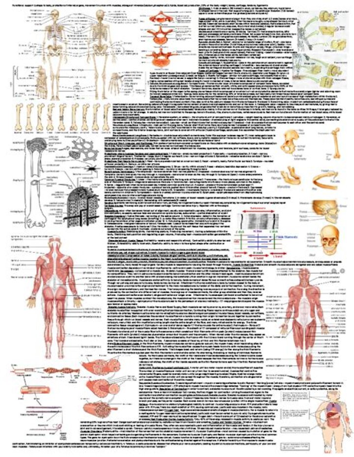 How do the skeletal muscular and integumentary systems work together?