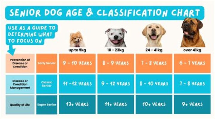 How do you adopt a senior dog?