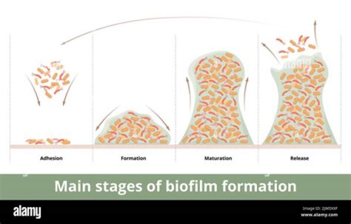 How do you analyze biofilm formation?