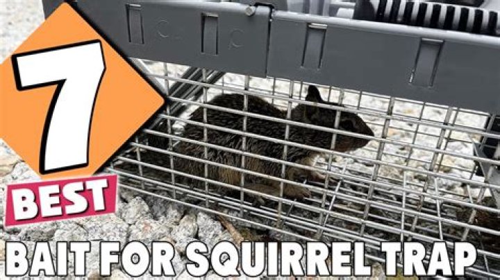 How do you bait a Larsen trap?