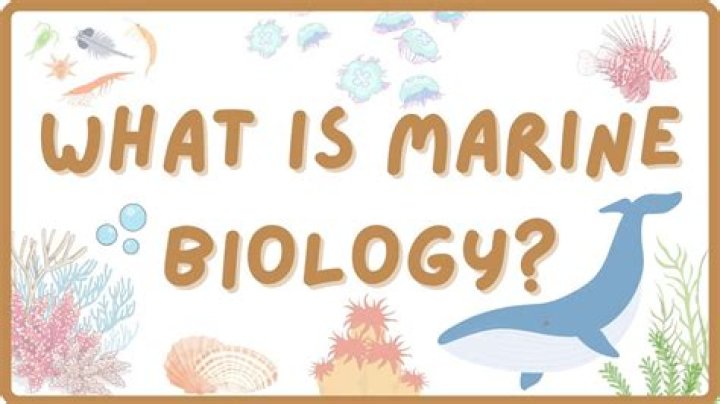 How do you become a marine mammal researcher?