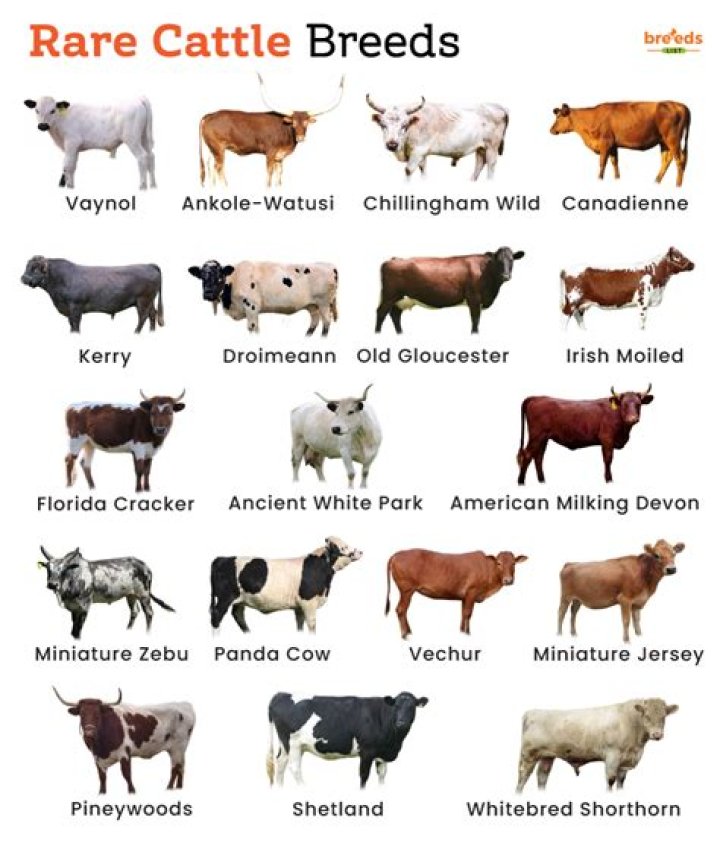 How do you breed cows?