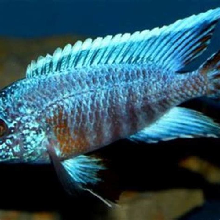 How do you breed Mbuna?