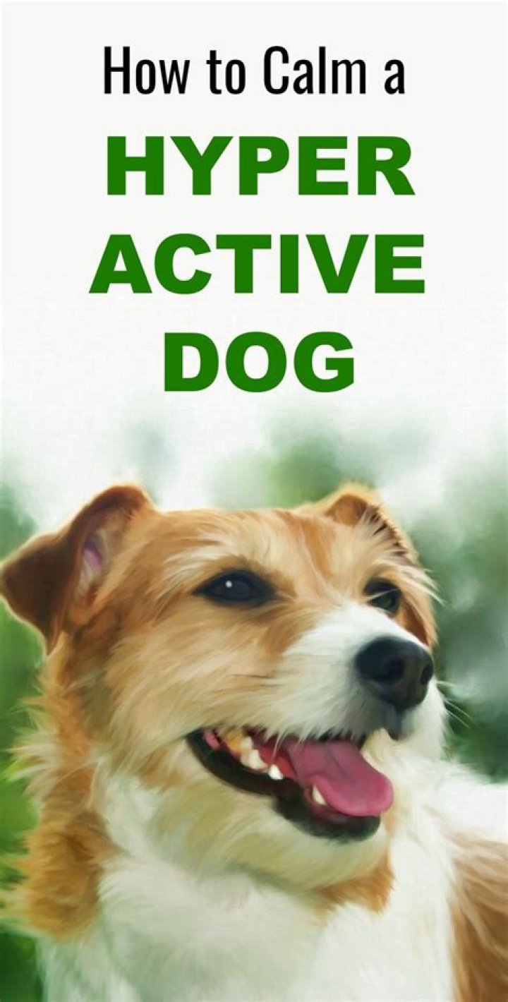 How do you calm a hyperactive dog naturally?