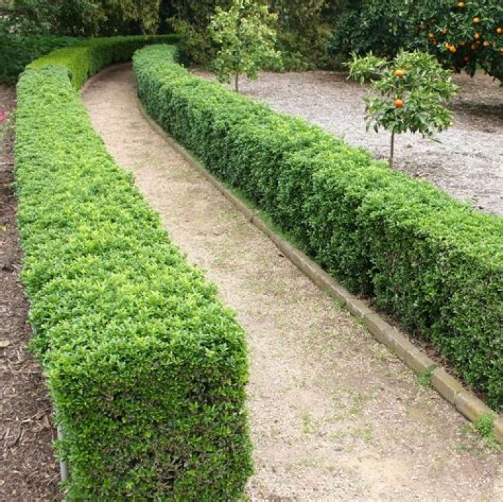 How do you care for a Buxus japonica?