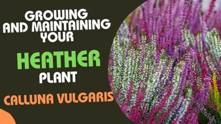 How do you care for a Calluna heather plant?