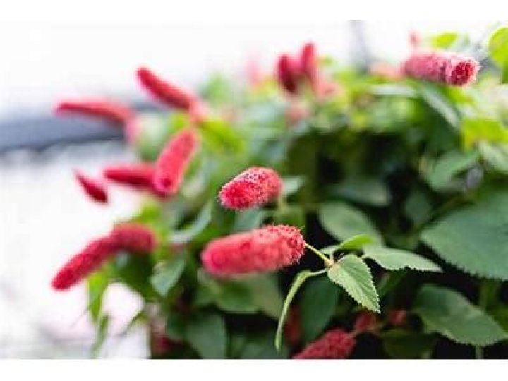 How do you care for a chenille plant?