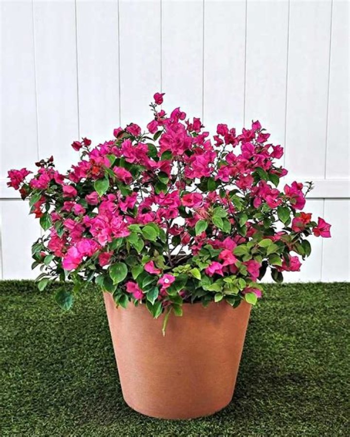 How do you care for a Helen Johnson bougainvillea?