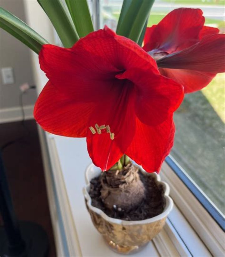 How do you care for an indoor amaryllis plant?