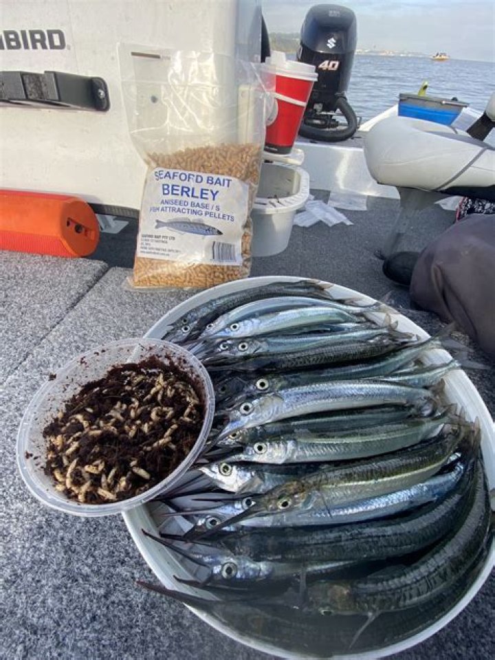 How do you catch garfish in Sydney?
