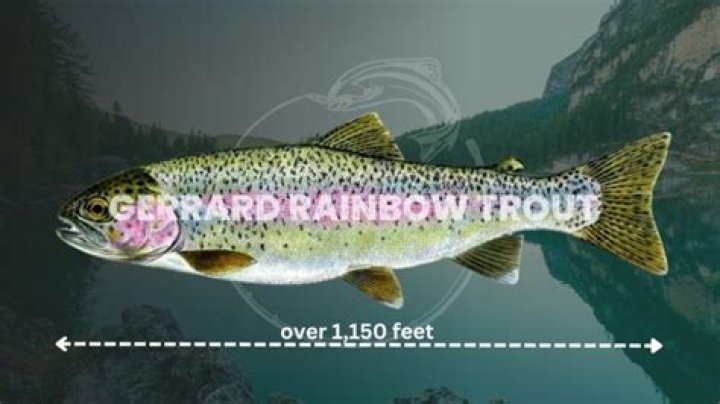 How do you catch Gerrard rainbow trout?