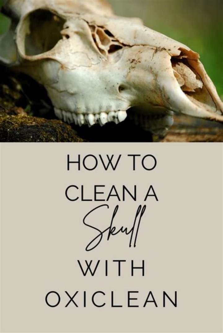 How do you clean a deer skull at home?