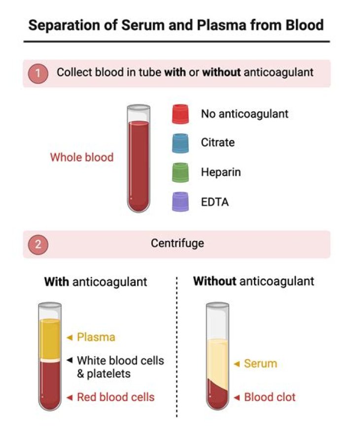 How do you collect serum?
