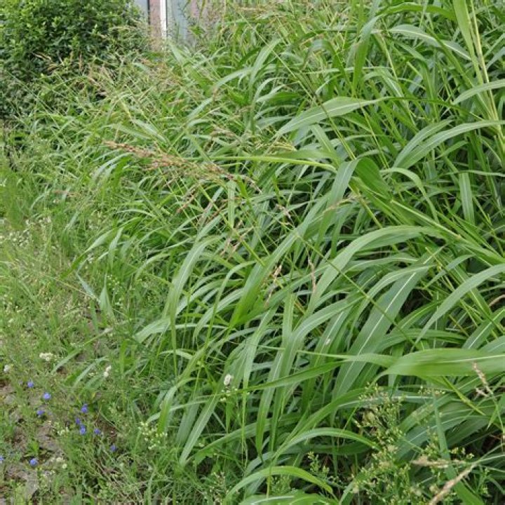 How do you control commelina Benghalensis?