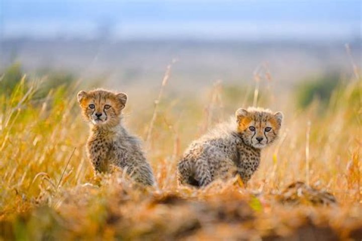 How do you define wildlife sanctuary?
