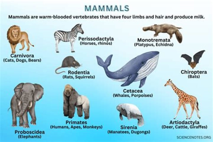 How do you describe mammalian cell morphology?