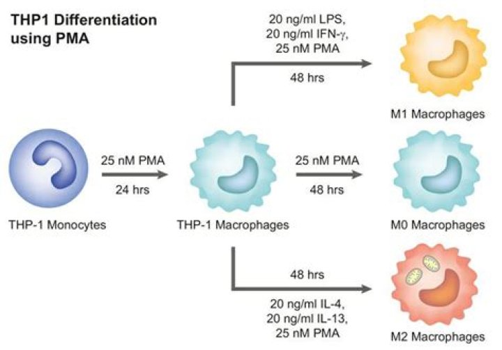 How do you differentiate THP-1 cells?