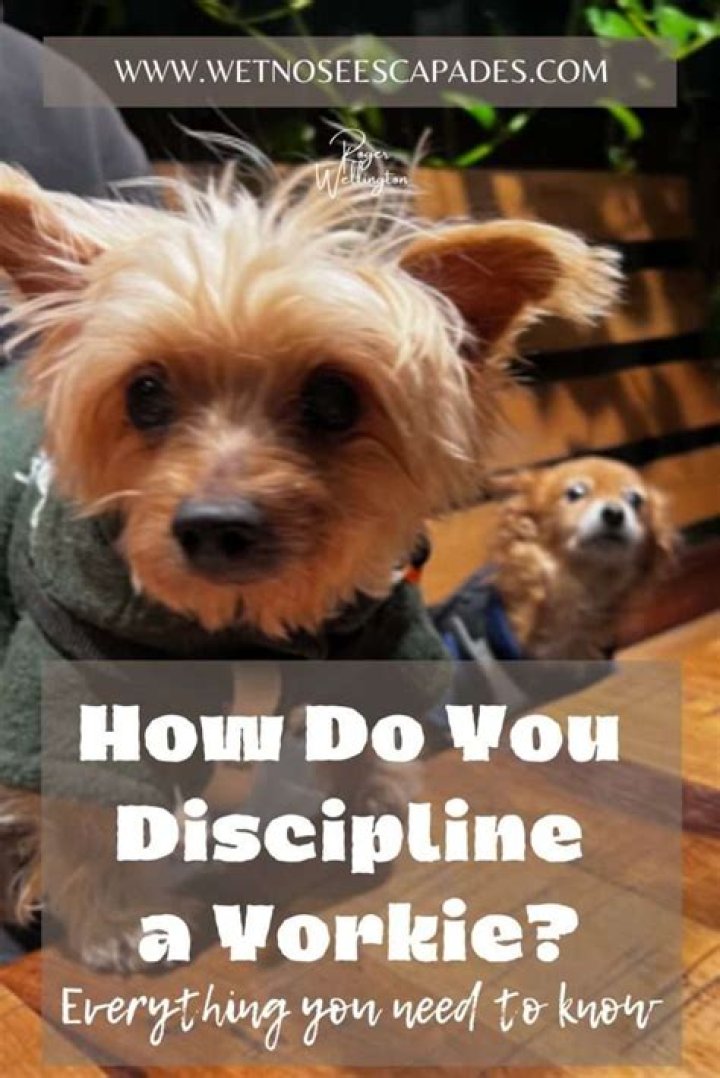 How do you discipline a Staffy?
