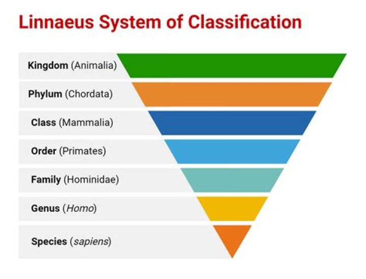 How do you explain Linnaean classification?