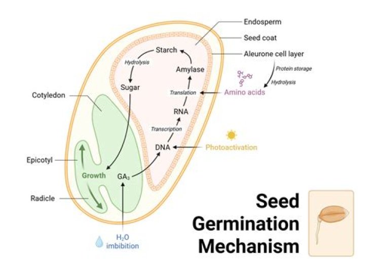 How do you germinate Carex seeds?